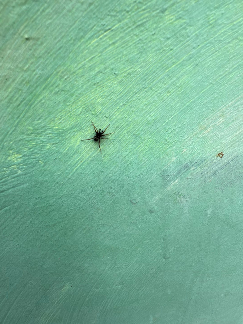 Mały pająk siedzi na zielonej, teksturowanej ścianie. Pozostaje nieruchomo na jasnej powierzchni.
