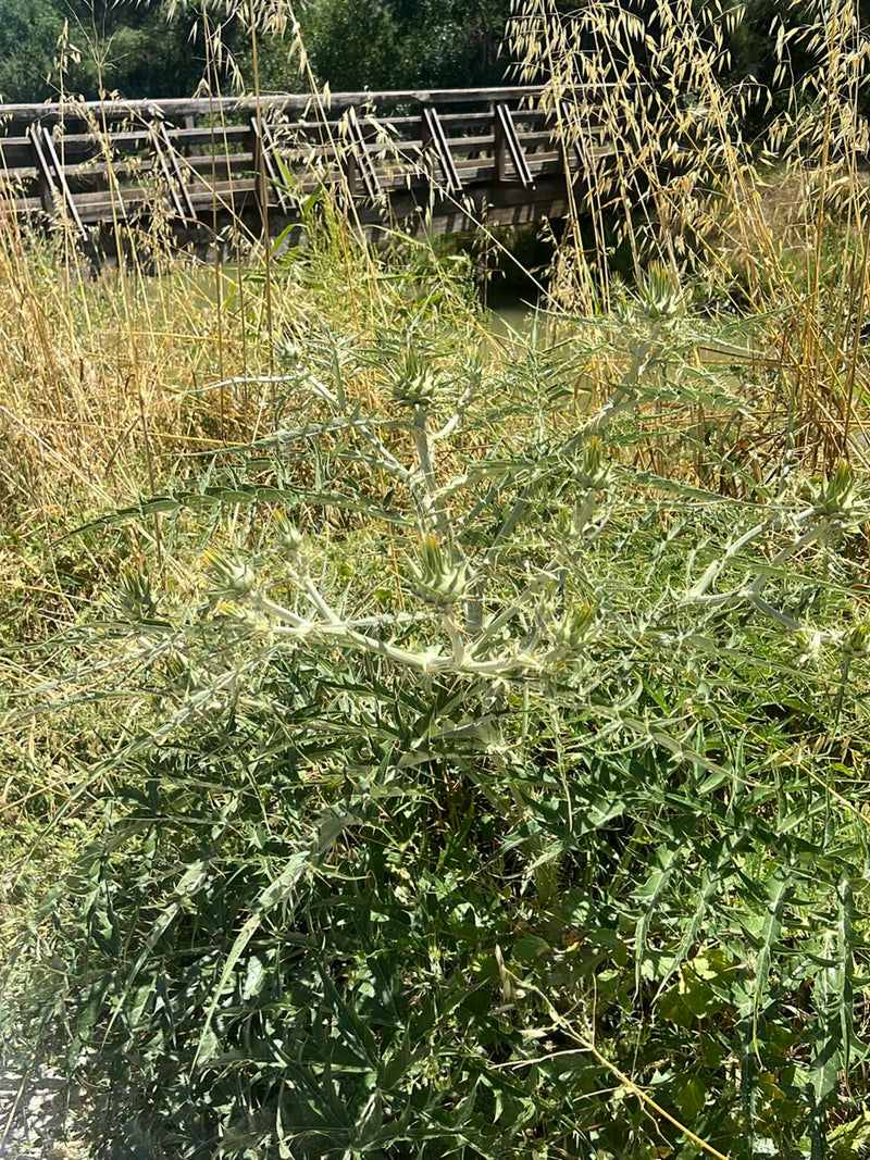 Widoczny jest oset pospolity z kolczastymi liśćmi i pąkami. Zdjęcie przedstawia roślinę w jej naturalnym otoczeniu przed wysoką trawą i drewnianym mostem.