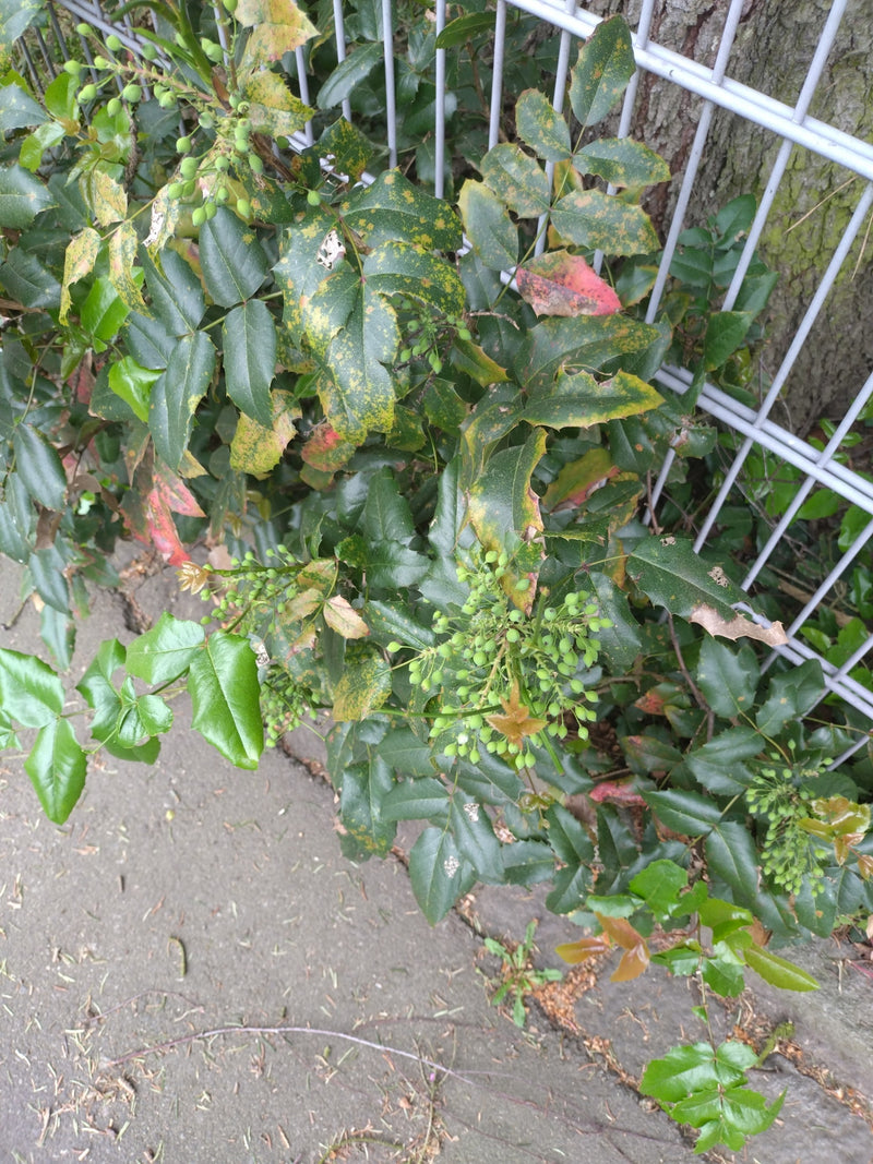 Mahonia — Bild 1