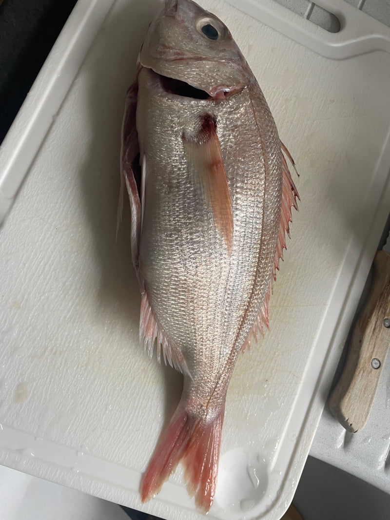 Dorada pospolita — Bild 1