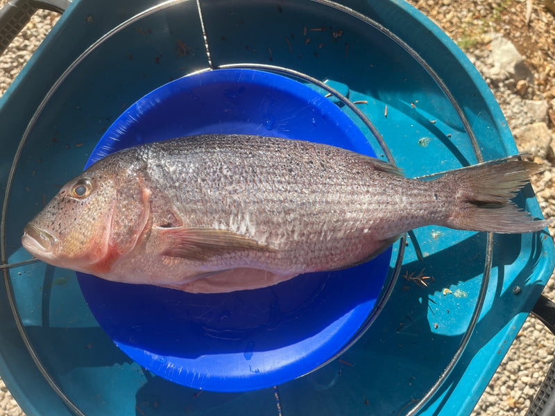 Dorada pospolita — zdjęcie 1 z 2