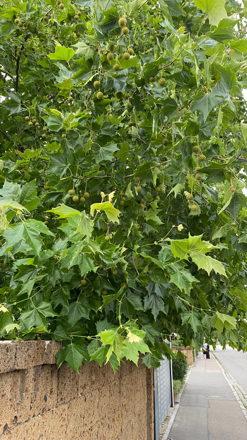 Widoczne jest gęste ulistnienie i owocostany platanu klonolistnego, wystające ponad mur przy miejskim chodniku. Typowo klapowane liście i okrągłe owoce są do...