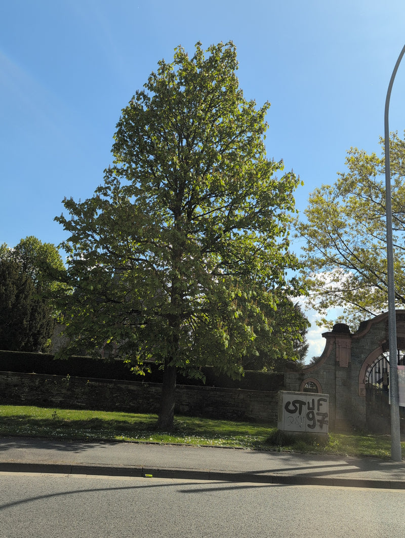 Kasztan zwyczajny — Bild 2