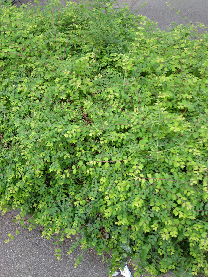 Śnieżka — Bild 1