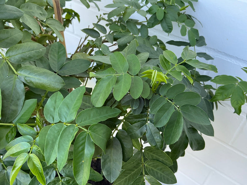 Zwykła Senna — Bild 1