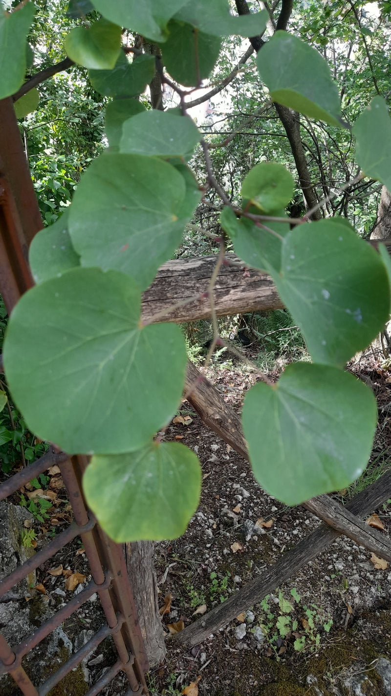 Drzewo Judasza — Bild 2