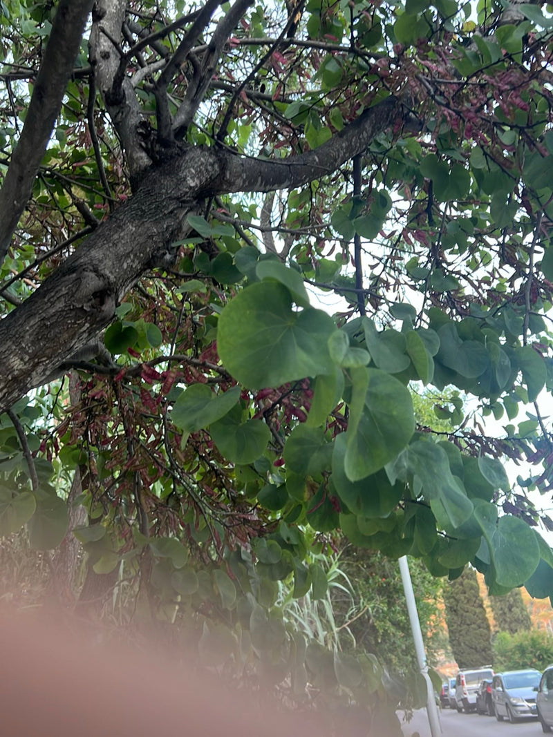 Drzewo Judasza — Bild 1