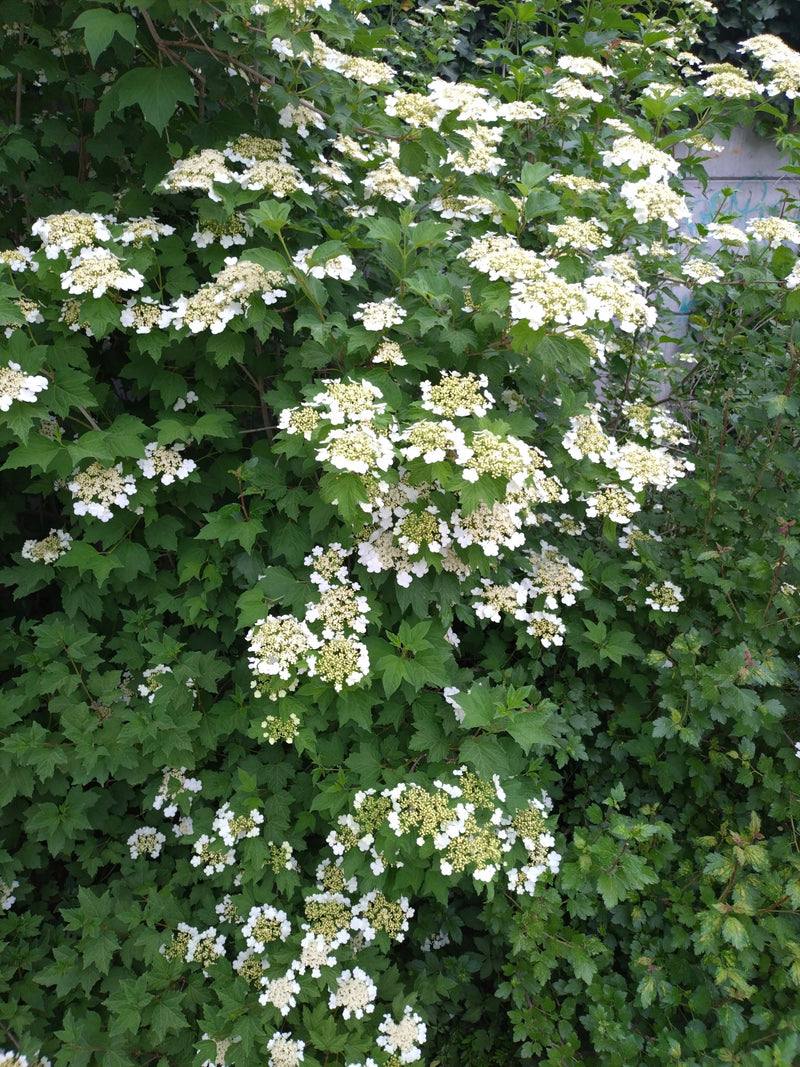 Zwykła kula śnieżna — Bild 2