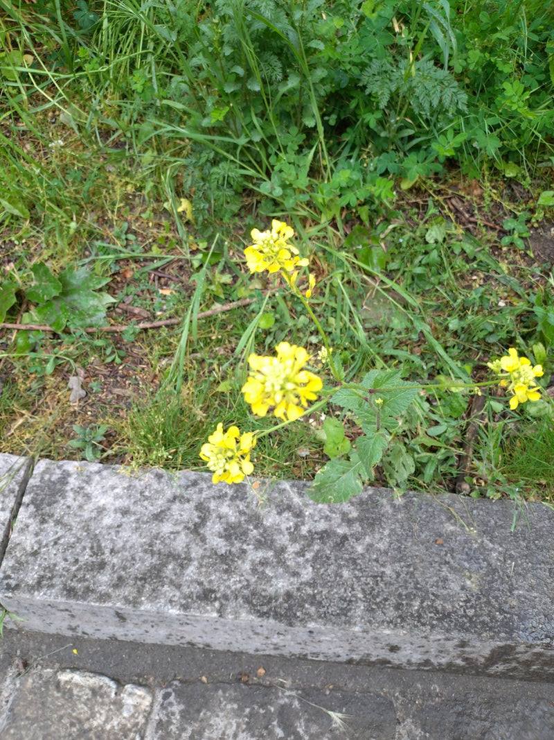 Musztarda zwyczajna alyssum — Bild 1