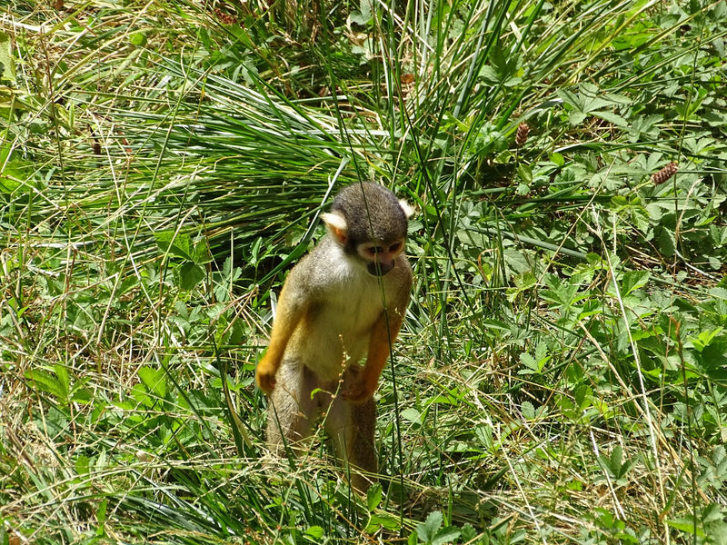 Gewöhnlicher Totenkopfaffe — Bild 1