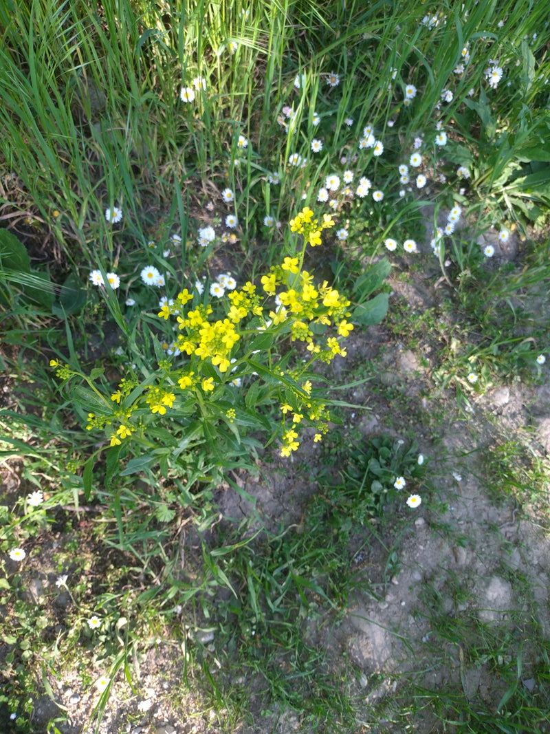 Barbarawa zwyczajna — Bild 5