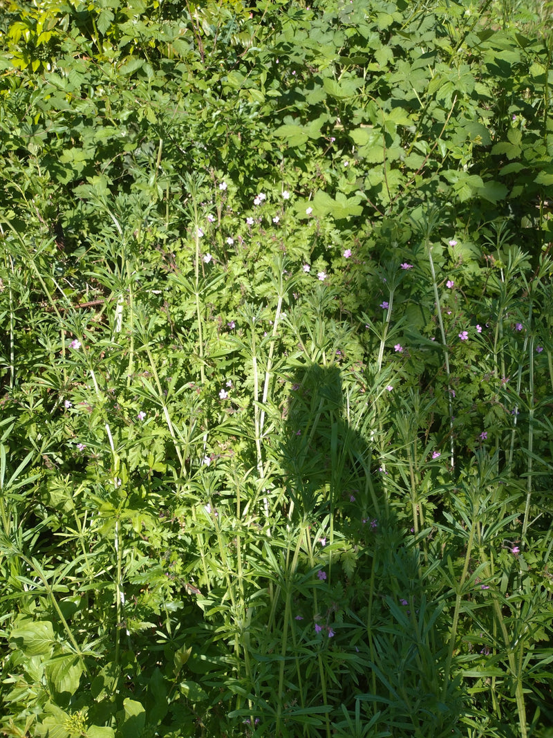 Barbarawa zwyczajna — Bild 4