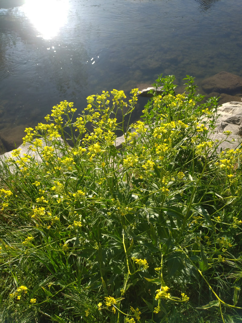 Barbarawa zwyczajna — Bild 3