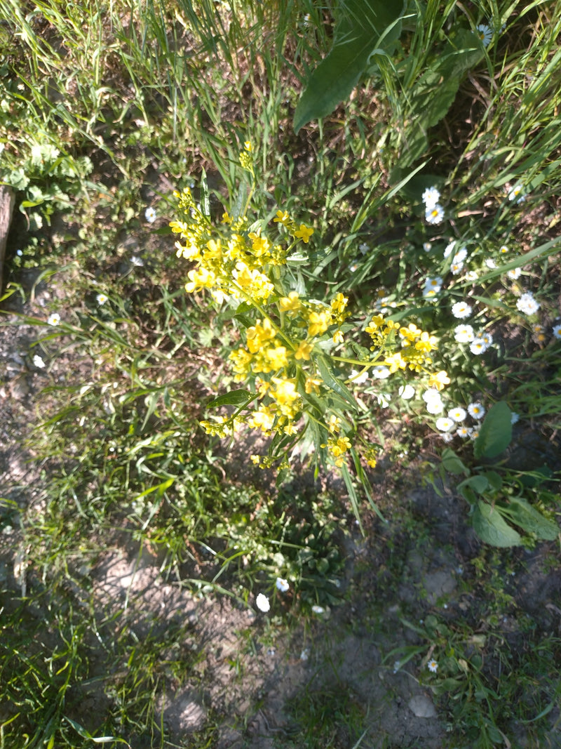 Barbarawa zwyczajna — Bild 1