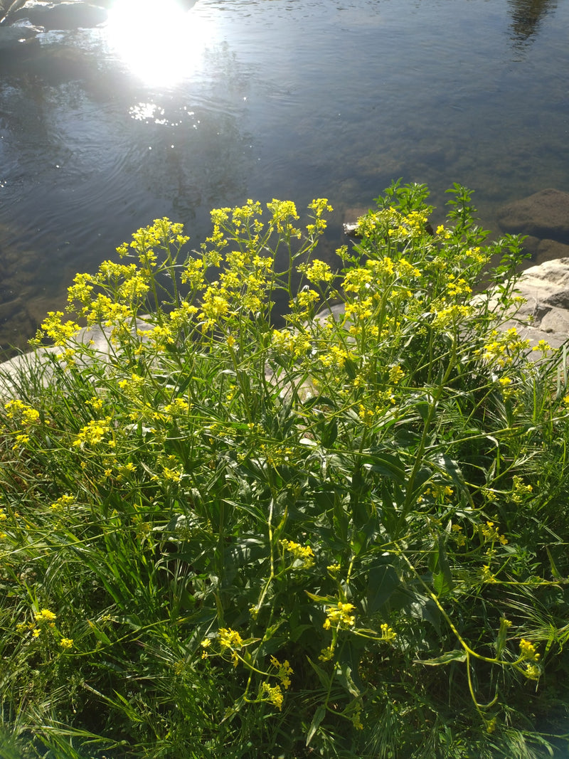 Barbarawa zwyczajna — Bild 2