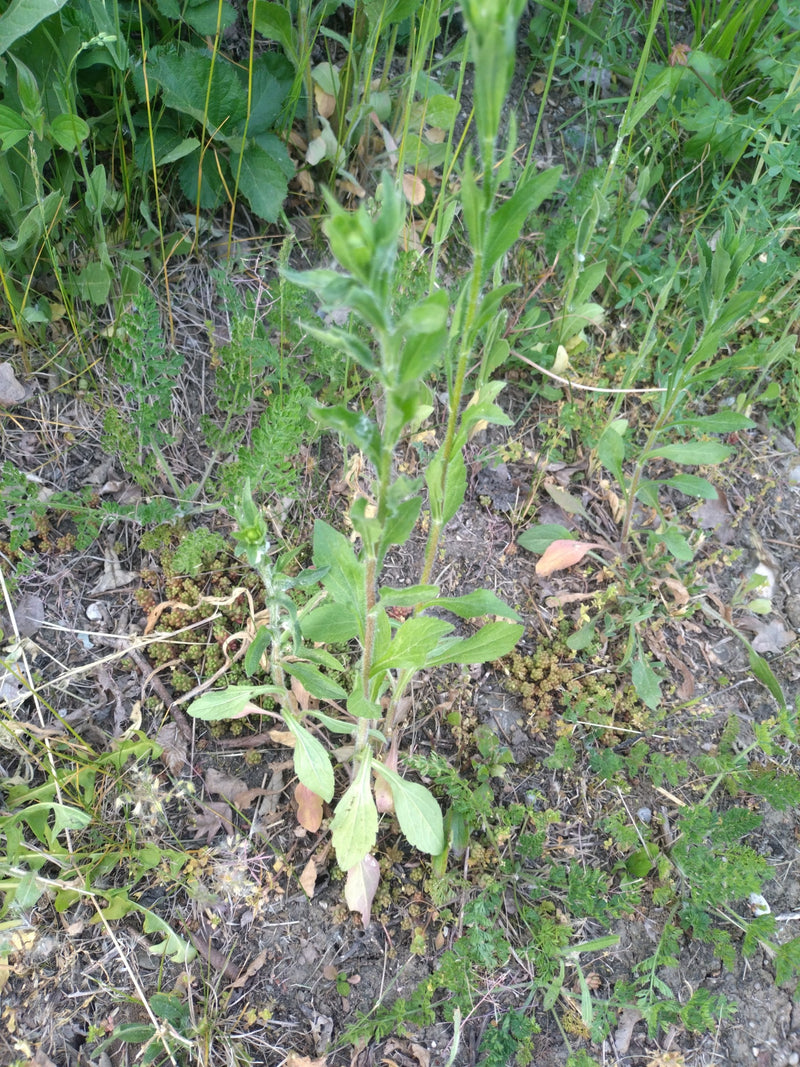 Szarańcza zwyczajna — Bild 2