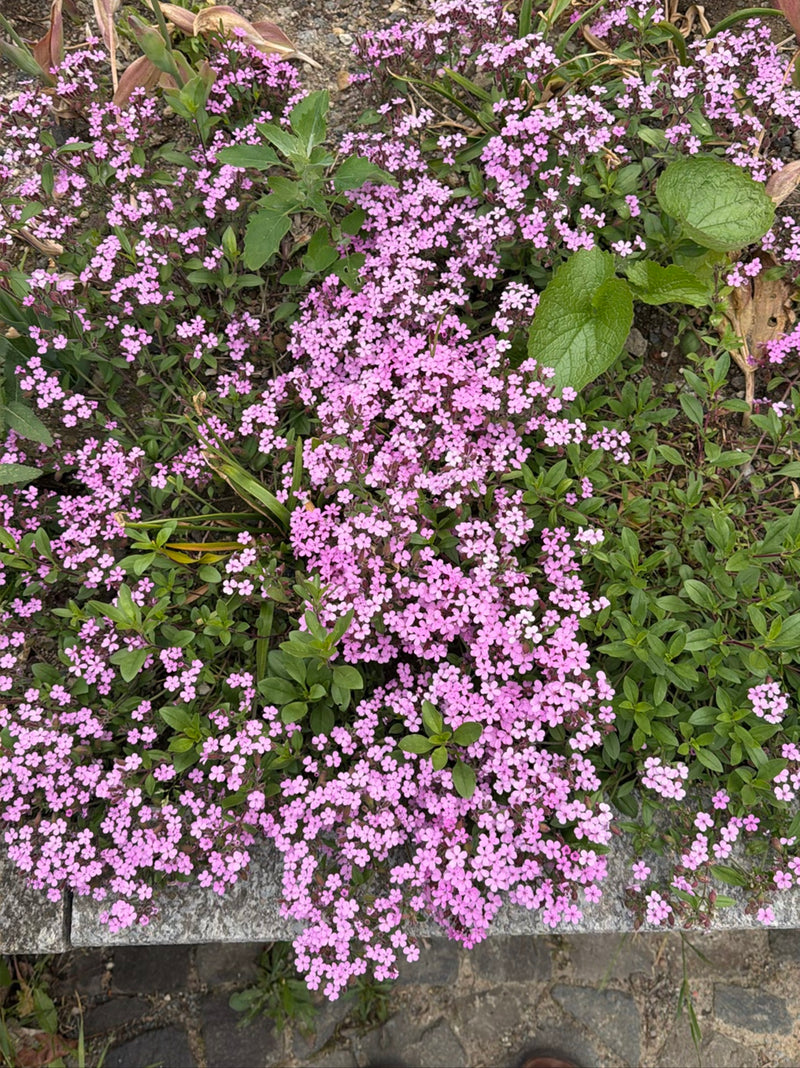 Mydlnica pospolita — Bild 1