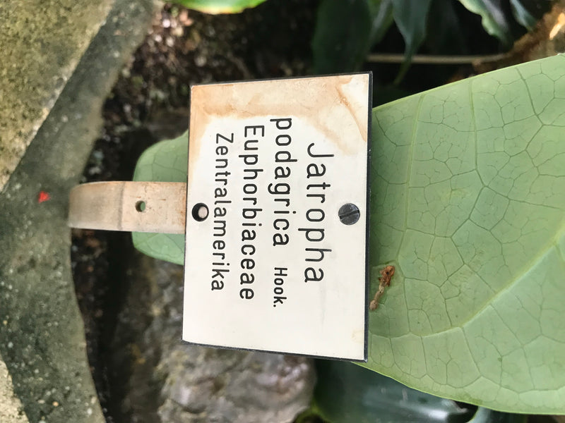 Gichtbaum — zdjęcie 1 z 3