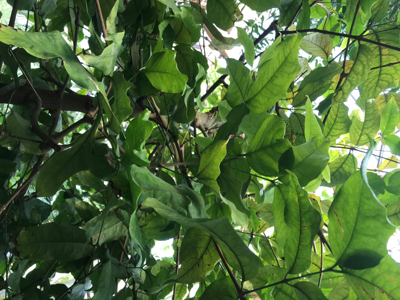 Gnetum-Baum — zdjęcie 2 z 2