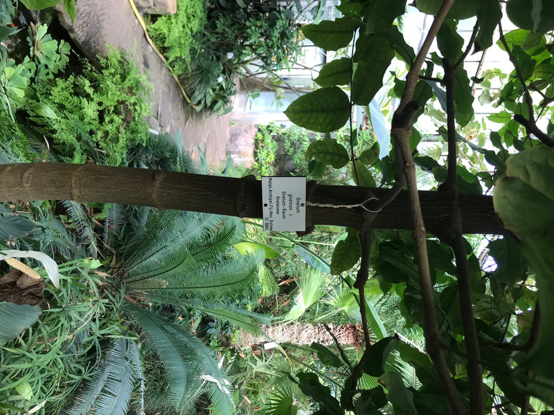 Gnetum-Baum — zdjęcie 1 z 2