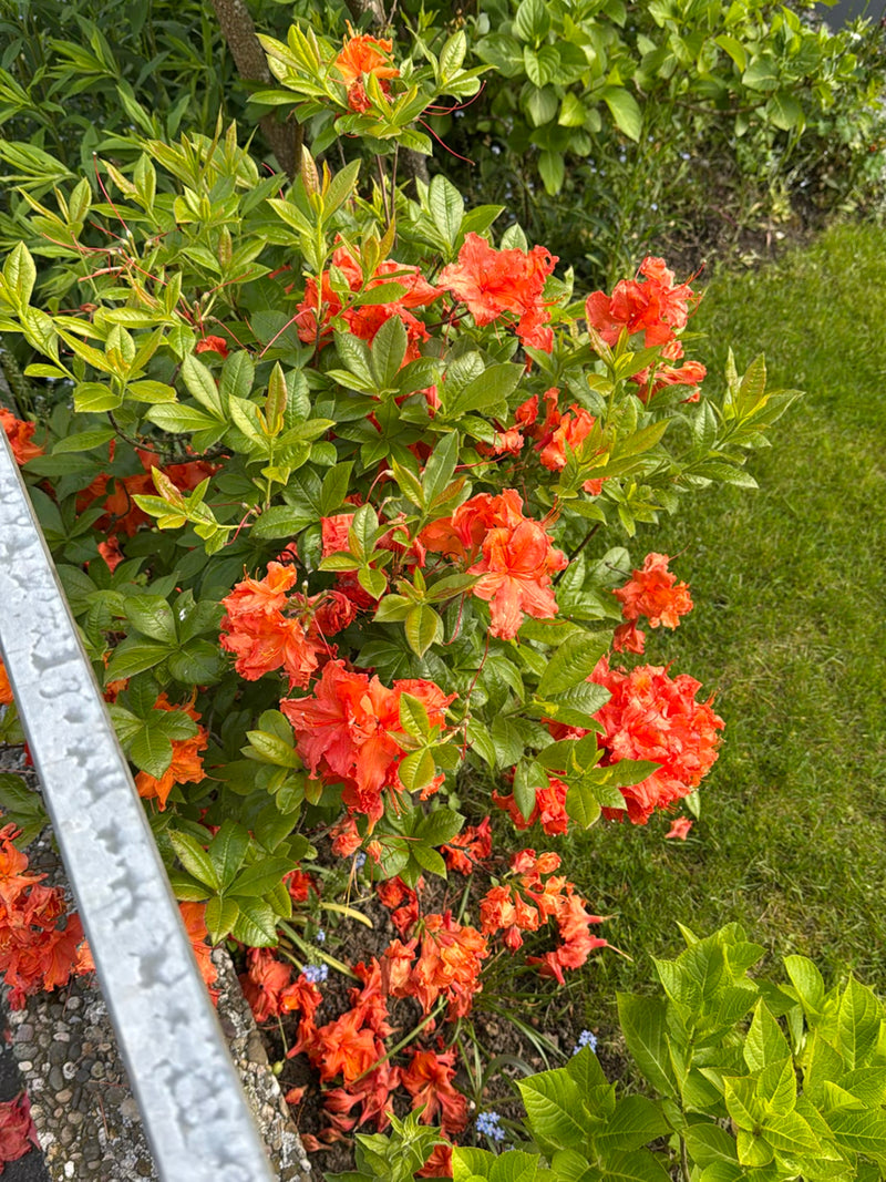 Złota azalia — Bild 2