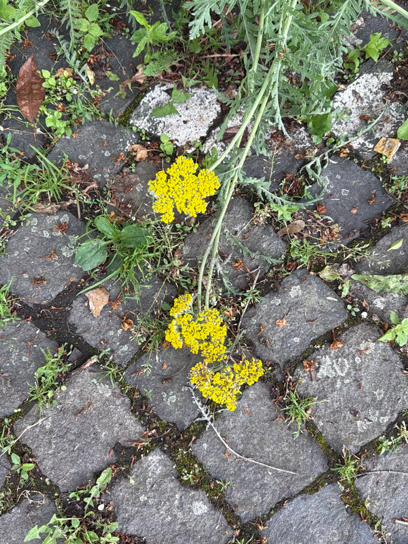 Snop złota — Bild 2