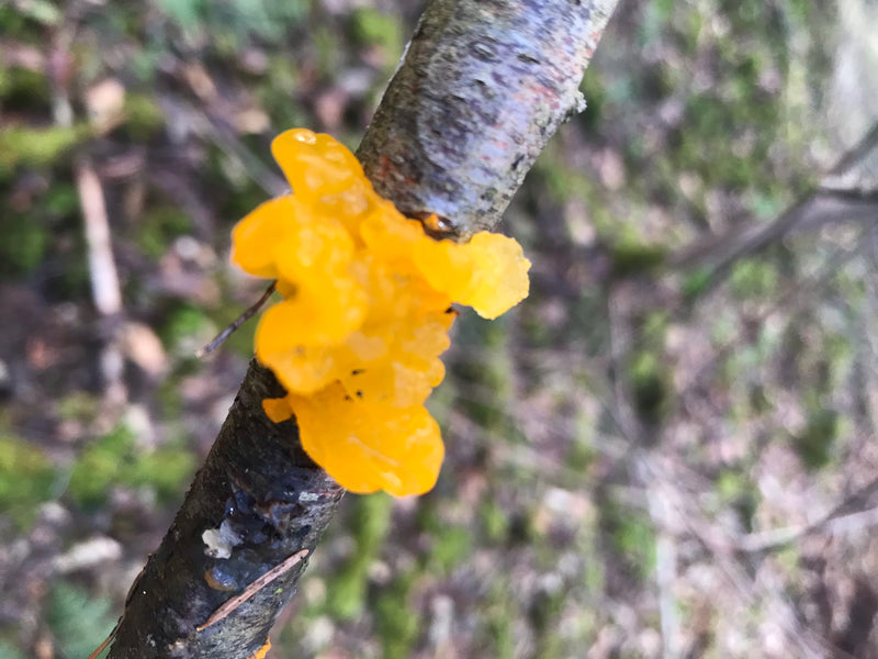 Goldgelber Zitterling — zdjęcie 1 z 1
