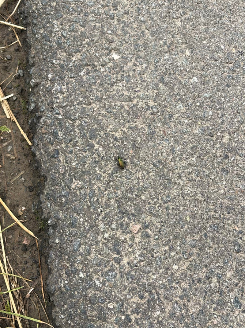 Mały złocisty biegacz siedzi na szarej ścieżce asfaltowej, sfotografowany z góry.