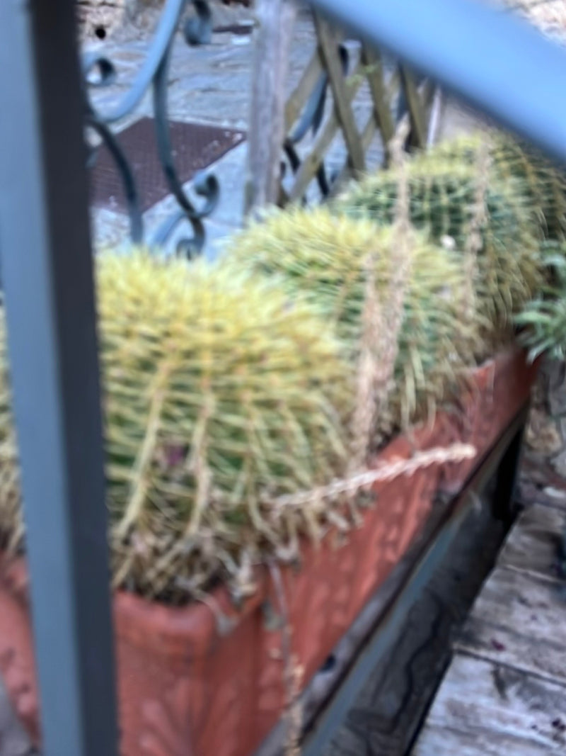 Goldkugelkaktus (Jungform) — Bild 1
