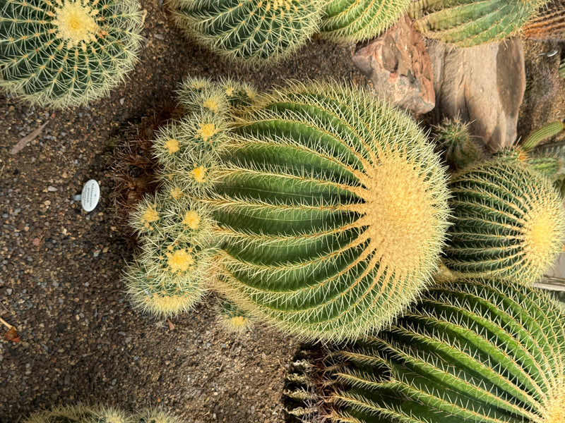 Duży fotel teściowej (Echinocactus grusonii) z gęstymi żółtymi cierniami i mniejszymi odrostami widziany z góry.