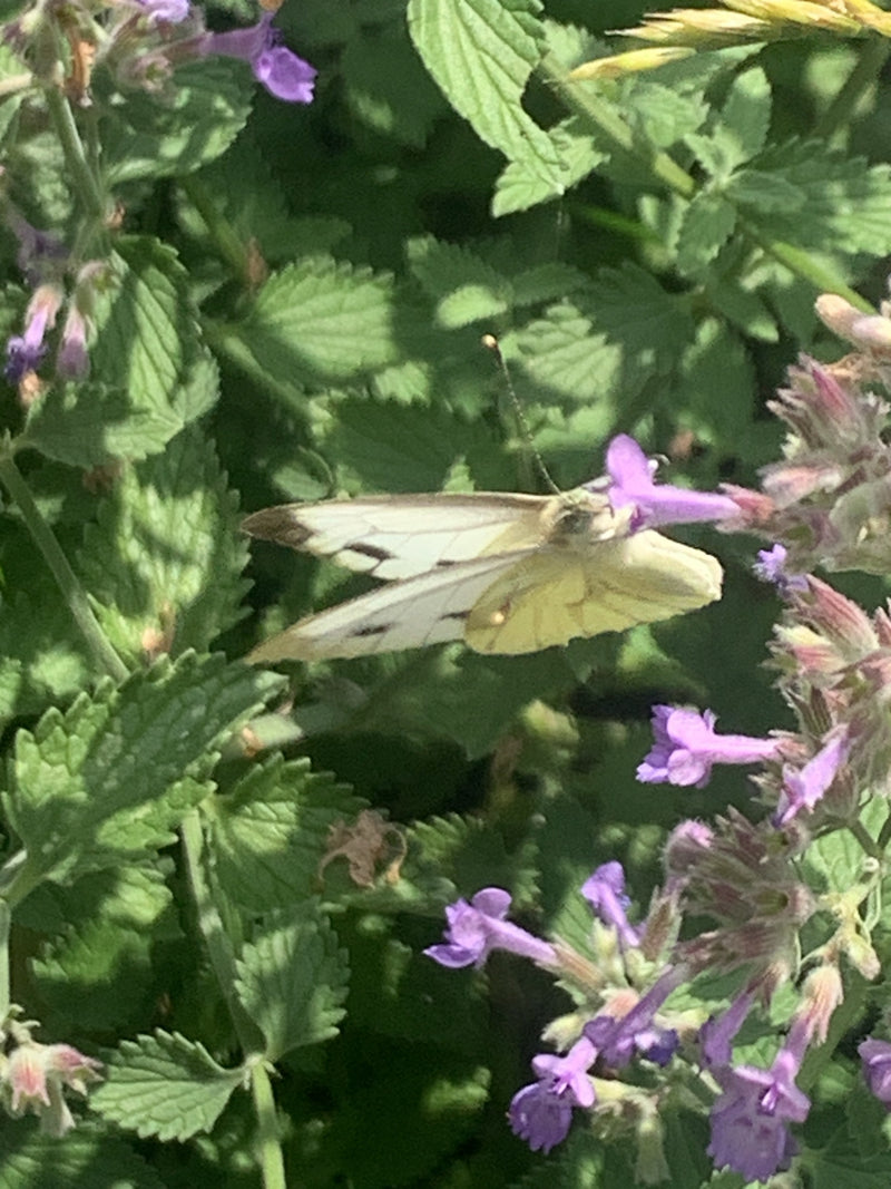 Biały motyl z zielonymi żyłkami — zdjęcie 3 z 9