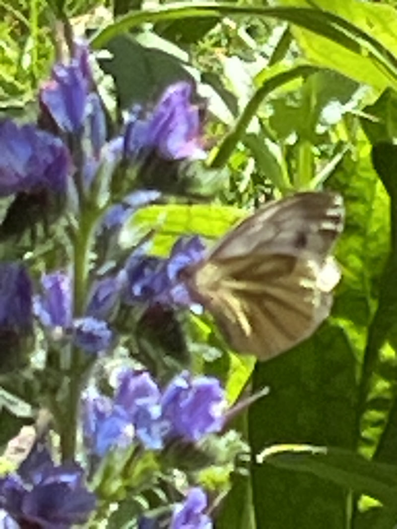 Biały motyl z zielonymi żyłkami — Bild 1