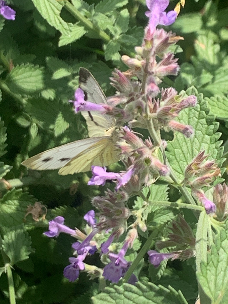 Biały motyl z zielonymi żyłkami — zdjęcie 2 z 9