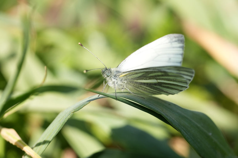 Biały motyl z zielonymi żyłkami — Bild 3