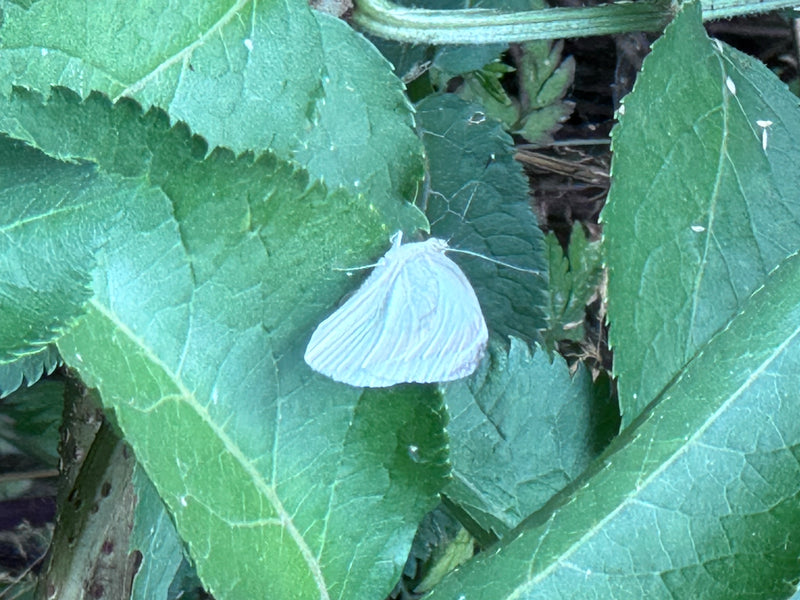Biały motyl z zielonymi żyłkami — zdjęcie 5 z 9