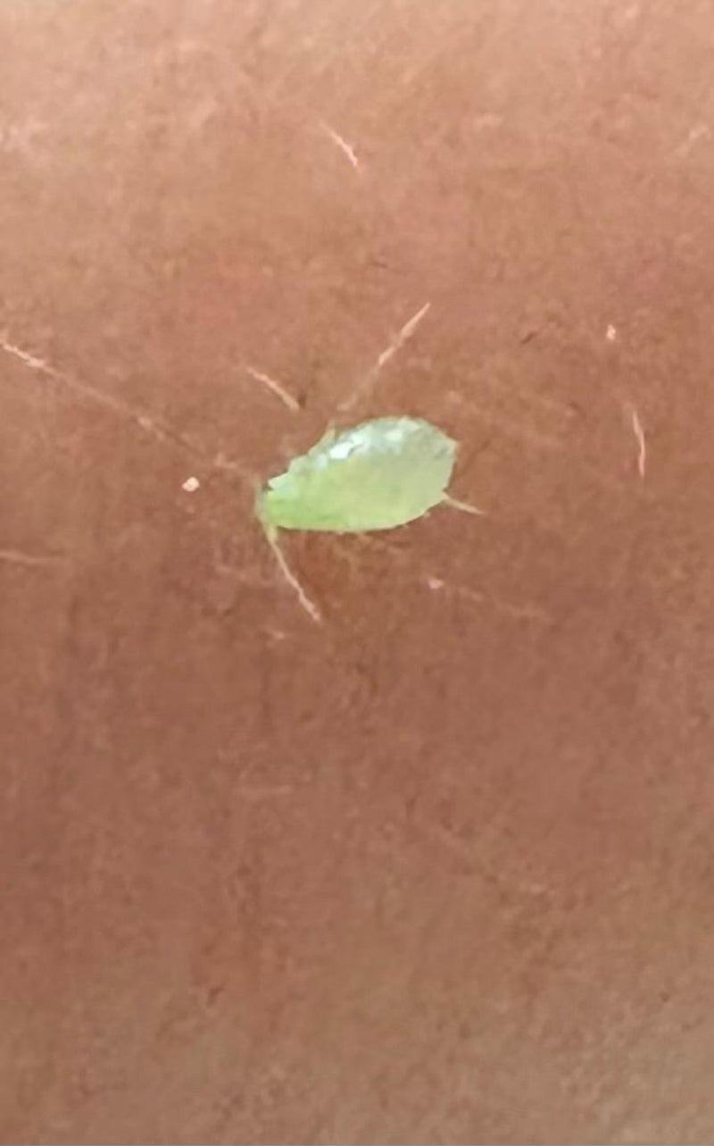 Mszyca brzoskwiniowa — Bild 3