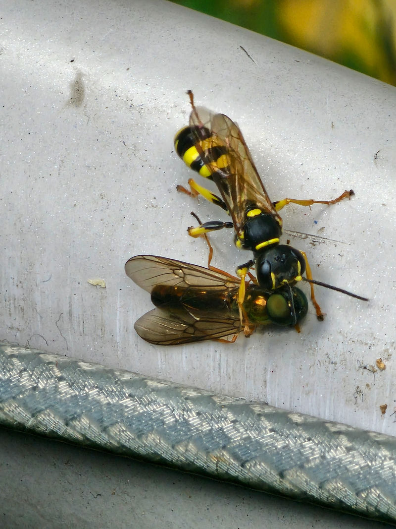 Grabwespe (Gattung Ectemnius) — zdjęcie 1 z 2