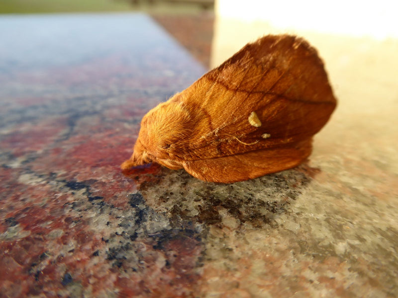 Gdakanie trawy — Bild 2