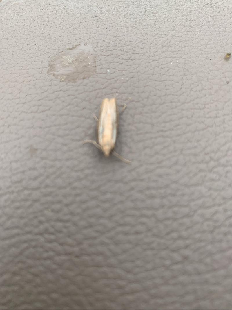 Graszünsler (Gattung Agriphila) — Bild 1