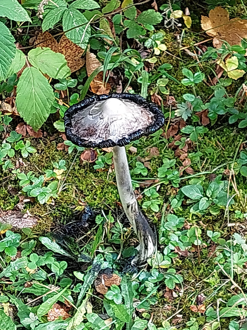 Grauer Falten-Tintling — zdjęcie 1 z 1