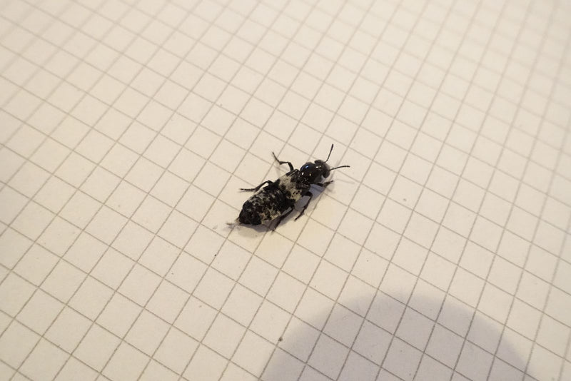 Grauer Kurzflügelkäfer — zdjęcie 2 z 2