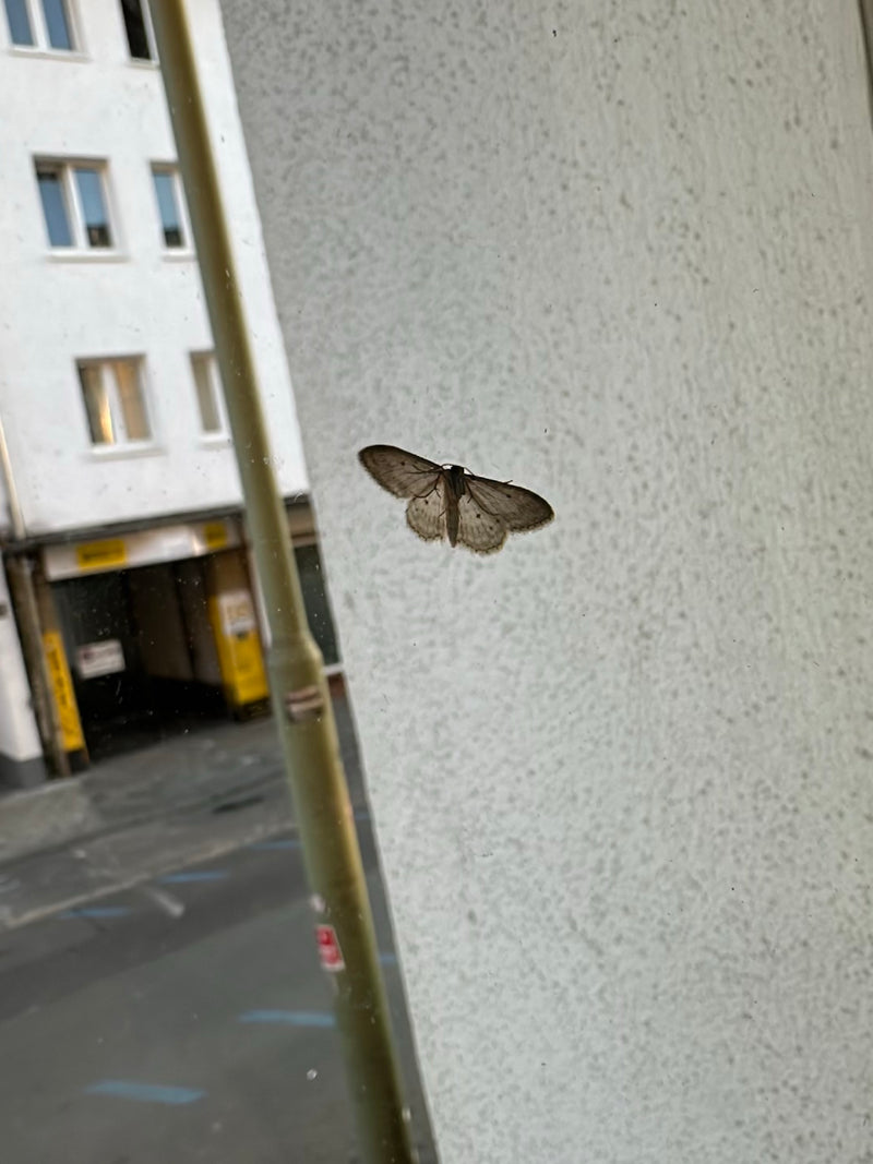 Szara kamienna ćma — Bild 2
