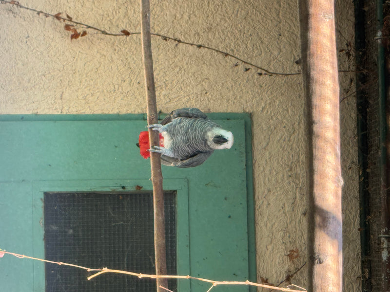 Graupapagei — zdjęcie 1 z 2