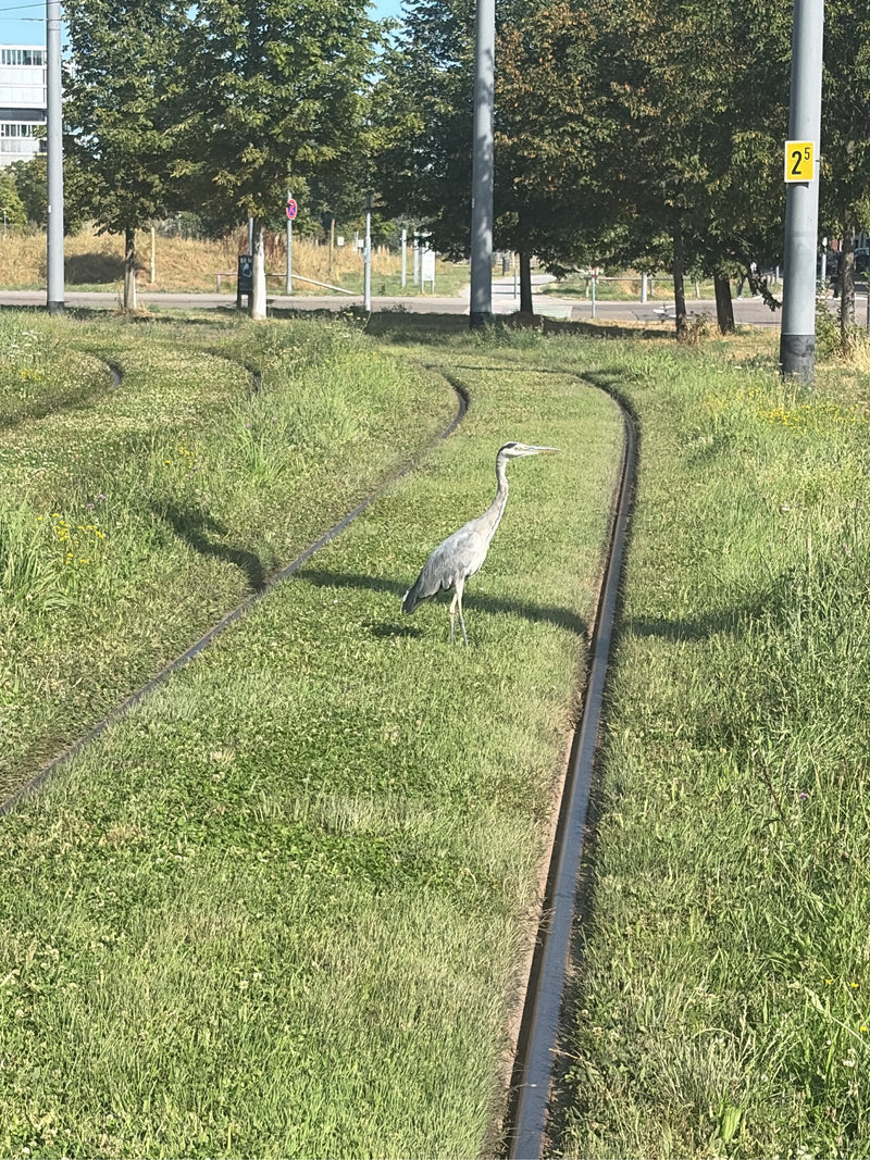 Czapla siwa stoi czujnie na zazielenionym torowisku tramwajowym. W tle widać słupy i drzewa.