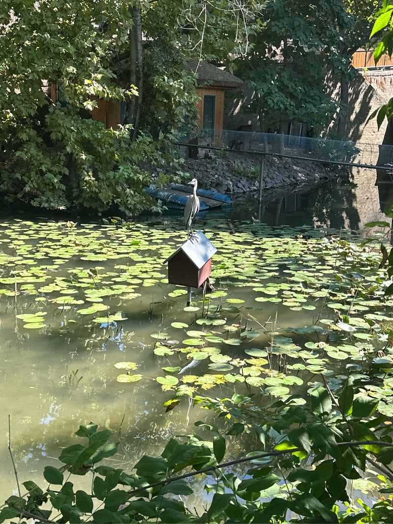 Czapla siwa stoi na dachu małego domku znajdującego się po środku stawu pokrytego grzybeniami. W tle widoczne są drzewa i brzeg.