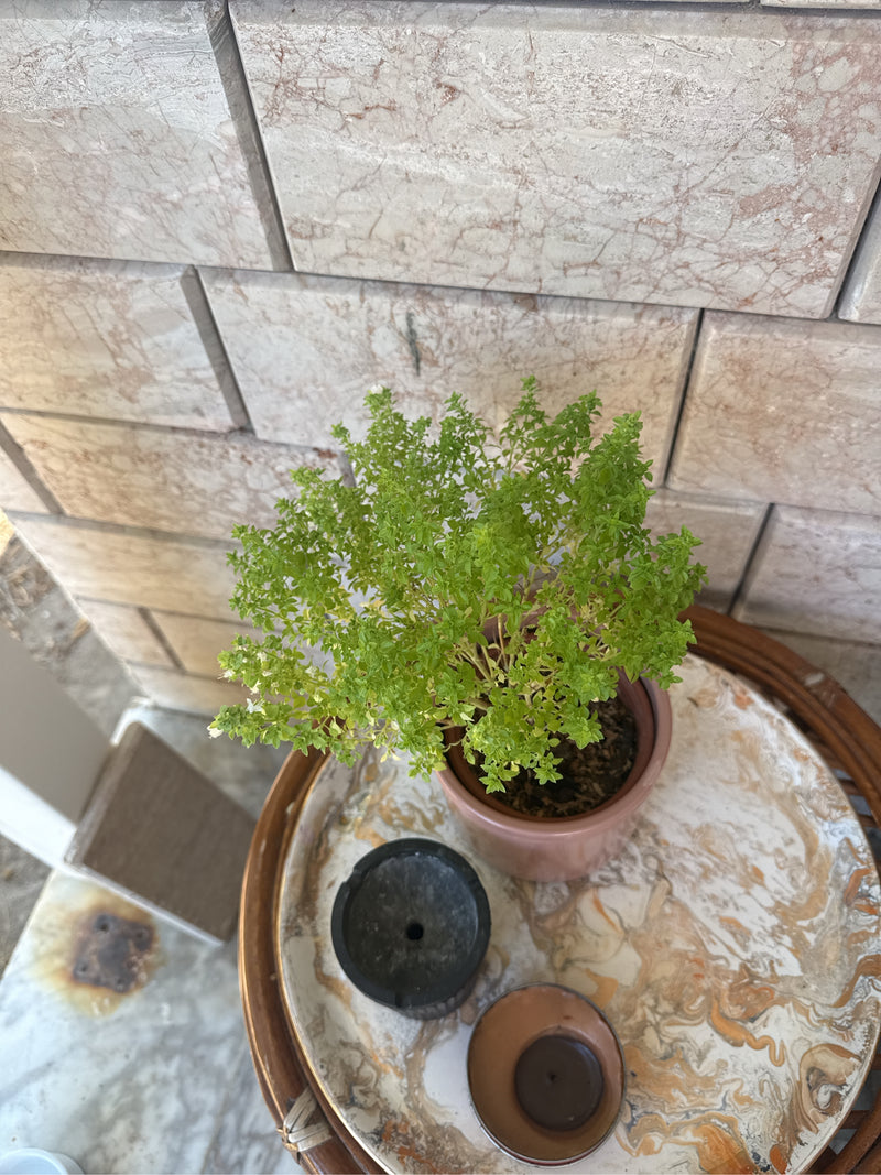 Bazylia grecka — Bild 2
