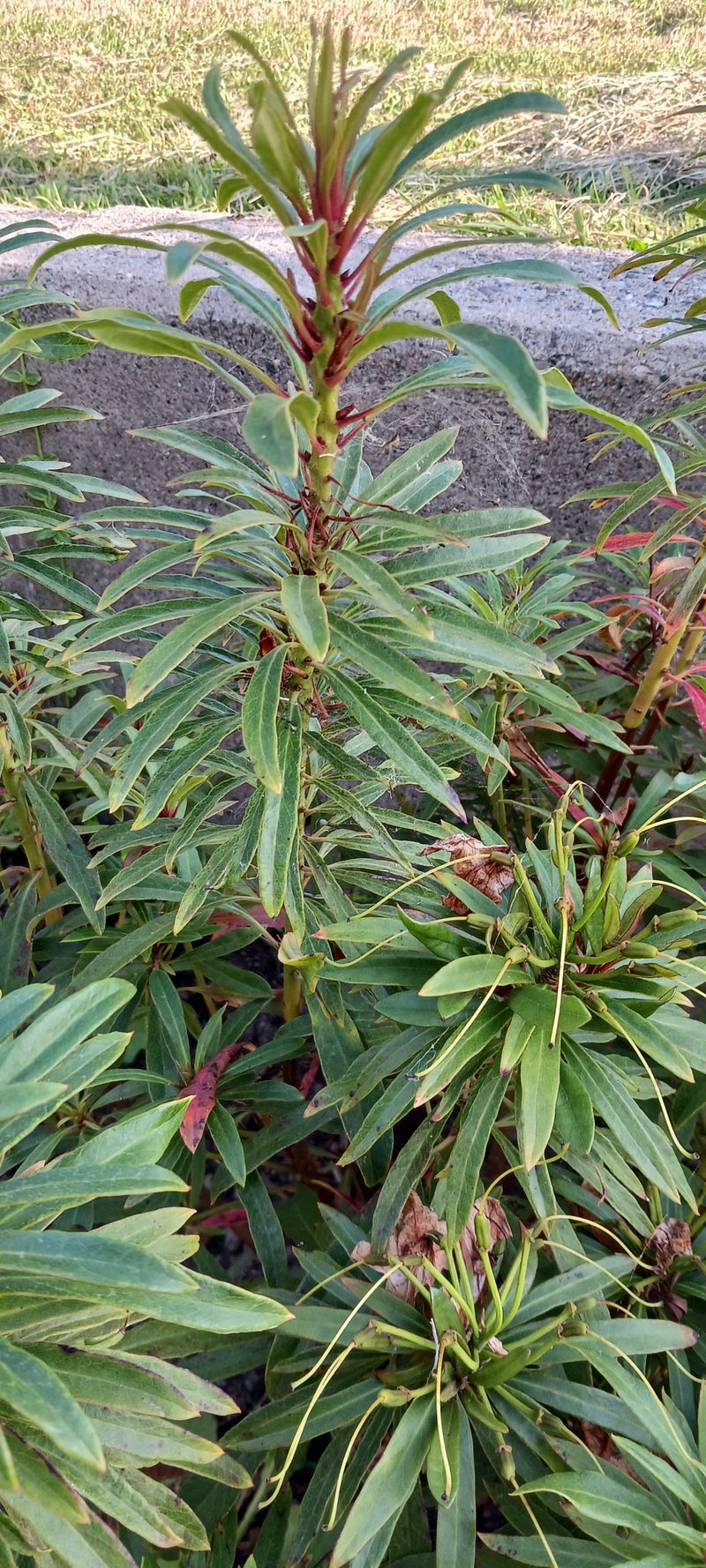 Szaleństwo Griffitha — Bild 1
