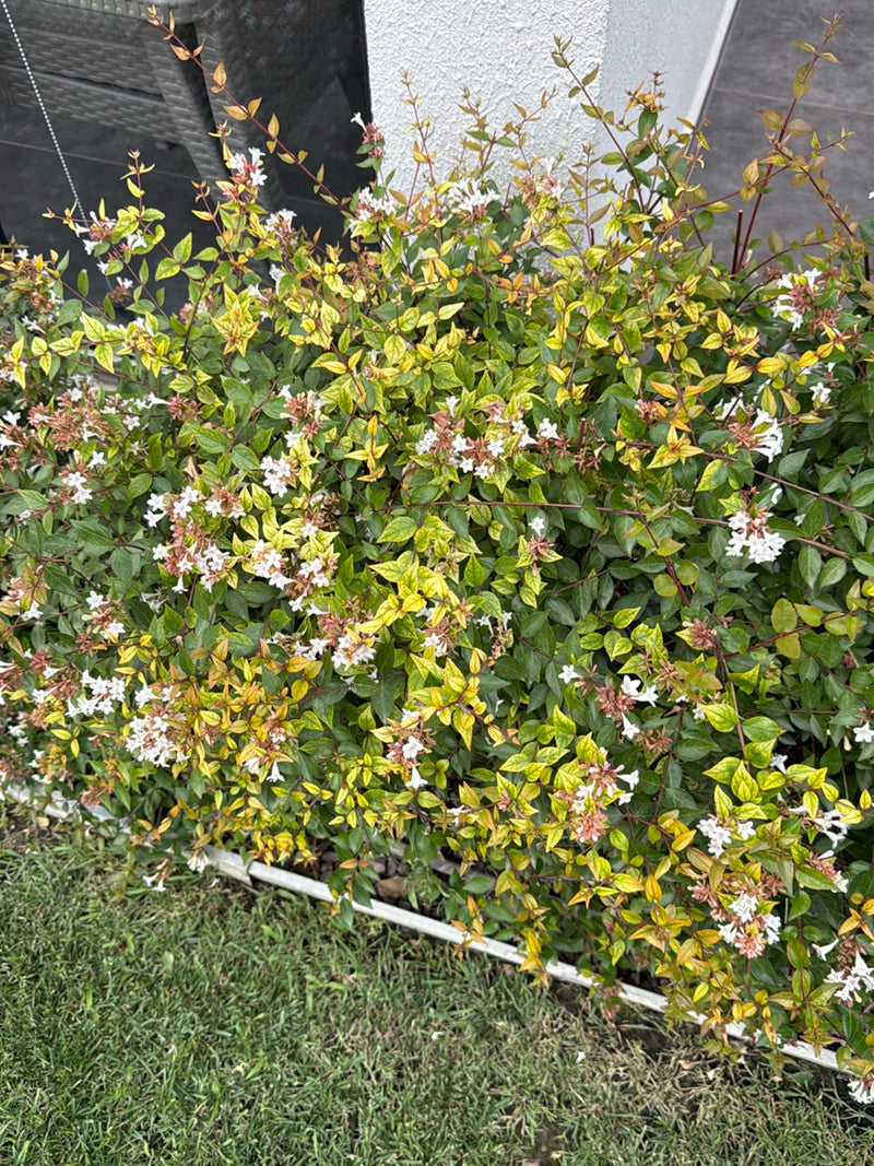 Abelia wielkokwiatowa (odmiana „Kalejdoskop”) — Bild 2