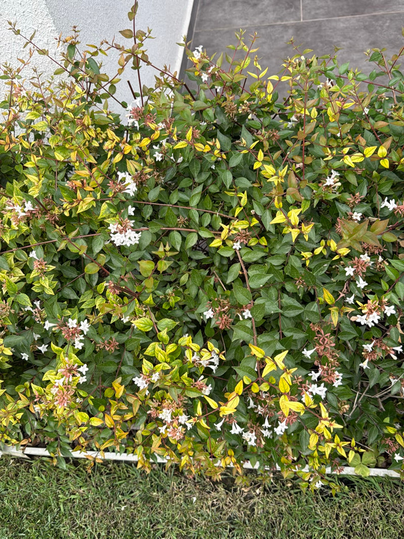 Abelia wielkokwiatowa (odmiana „Kalejdoskop”) — Bild 1
