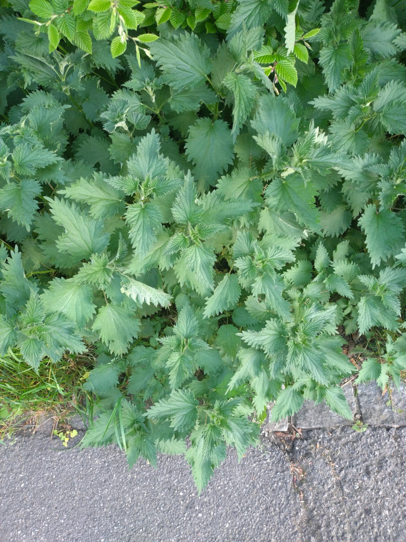 Kwiaty strzelca — Bild 1